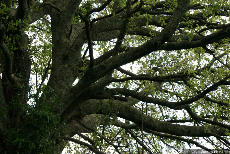 на этом дереве живут синие обезьяны Рвензори Маунтинс Национальный Парк, Уганда