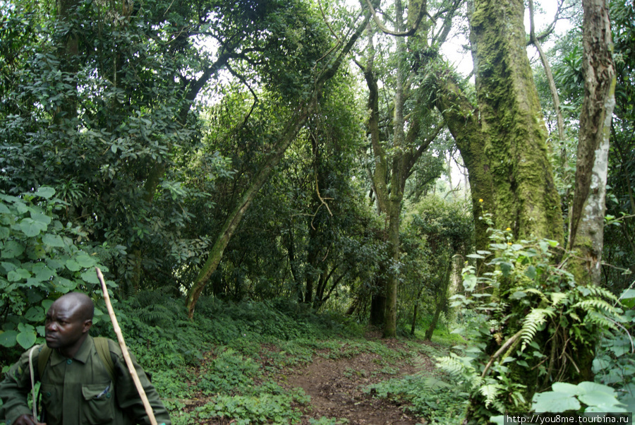 в лесу Рвензори Маунтинс Национальный Парк, Уганда