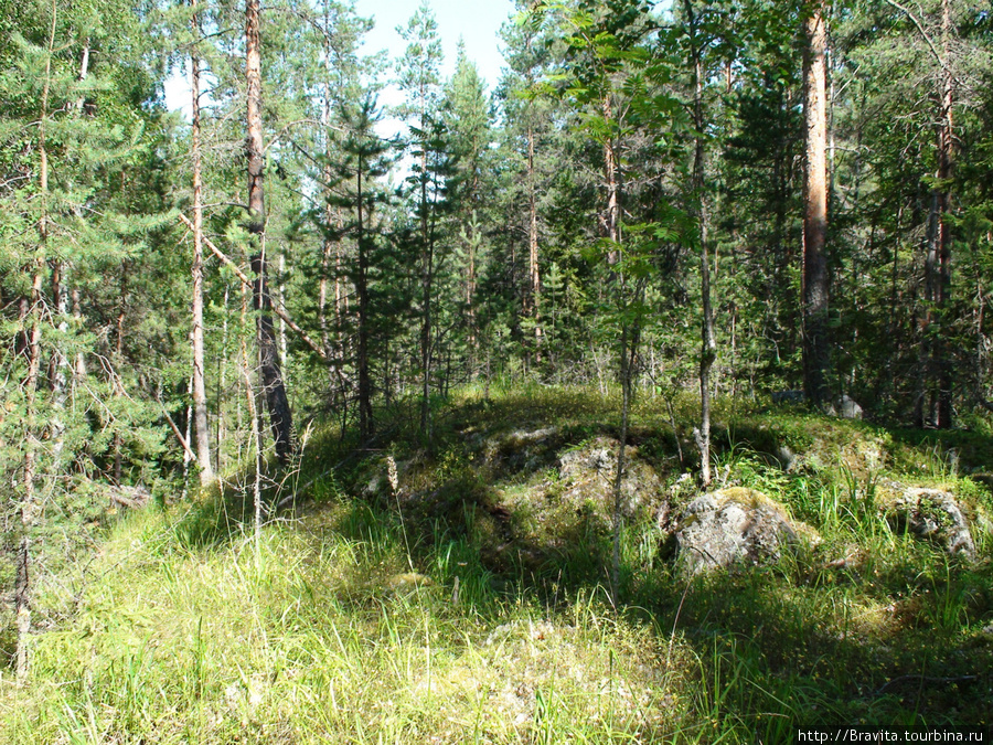 Карельский лес Республика Карелия, Россия