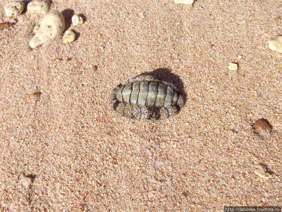 Морской маллюск Хитон. Шарм-Эль-Шейх, Египет