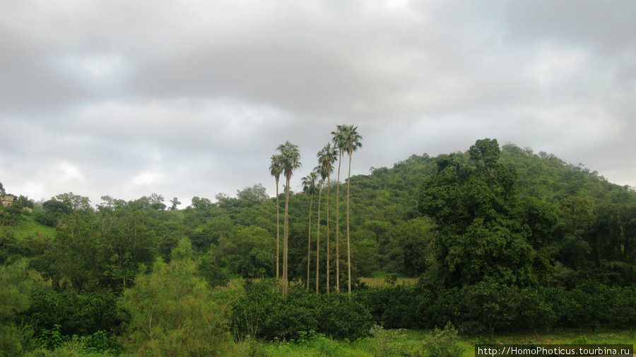 Тропический лес Филфил Эритрея