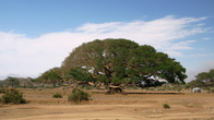 Каньон Дегера, гигантский фикус, изображенный на купюре в 5 накфа
