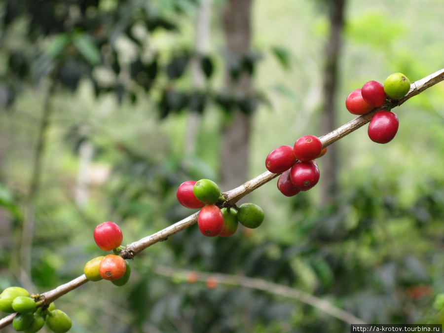 Кофейные зёрна в природе Провинция Западное Нагорье, Папуа-Новая Гвинея