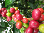 Кофейные зёрна в природе