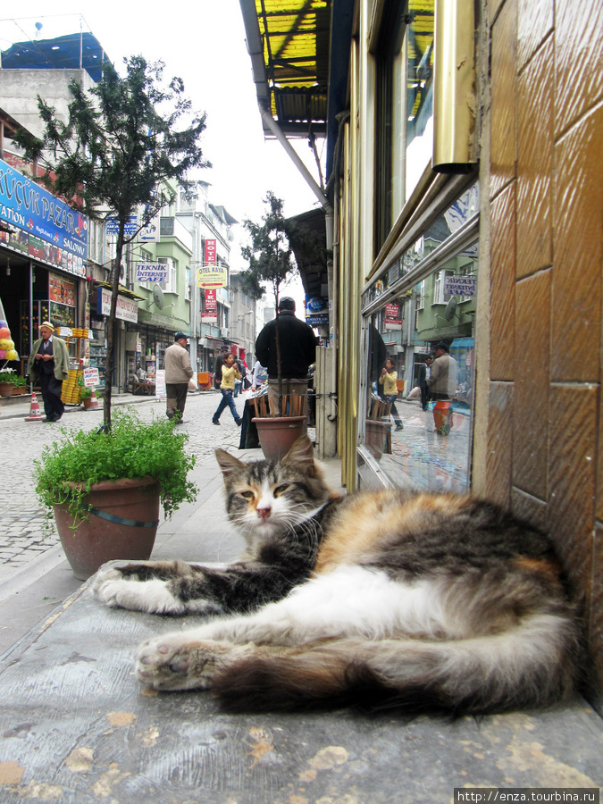 Этот нашелся в районе Египетского базара и явно не понимает, зачем какая-то ненормальная чужестранка прервала его утренний сон. Стамбул, Турция