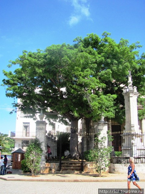 Символ  Гаваны — дерево Сейба. С этого место начиналась Гавана.