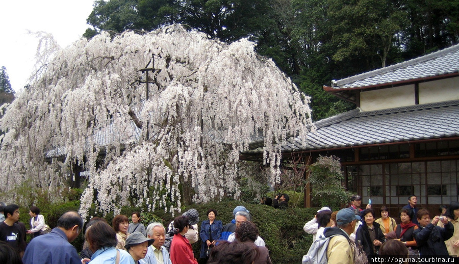 Образ Бодхисаттва на скале. Храм Онодера в префектуре Нара. Уда, Япония