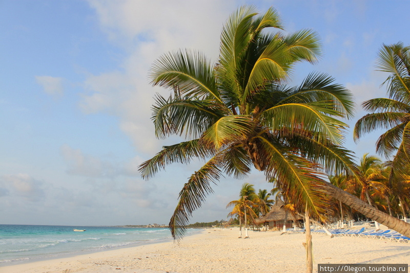 Классические согнутые пальмы для фотографирования на этом пляже тоже имеются Тулум, Мексика