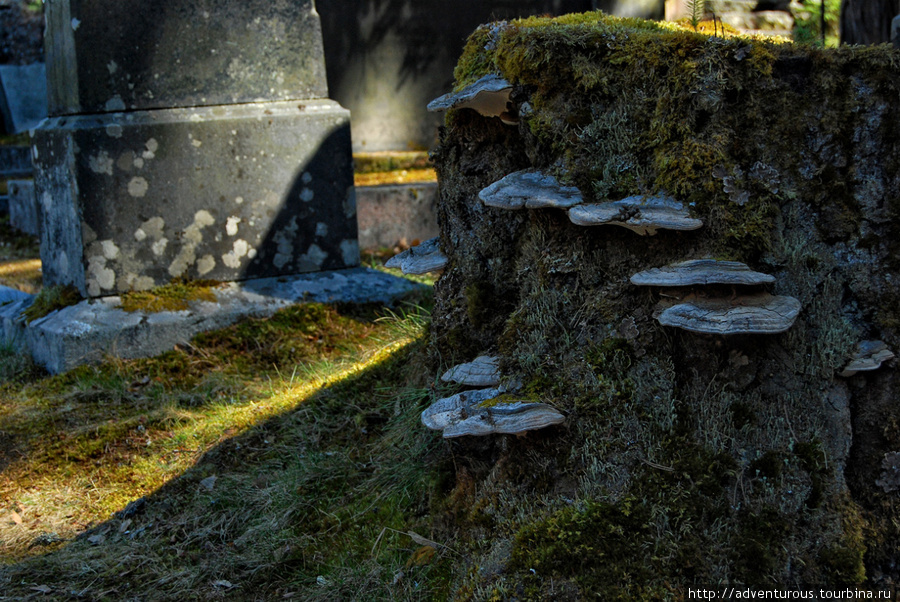Даже на кладбище есть жизнь Ловииса, Финляндия