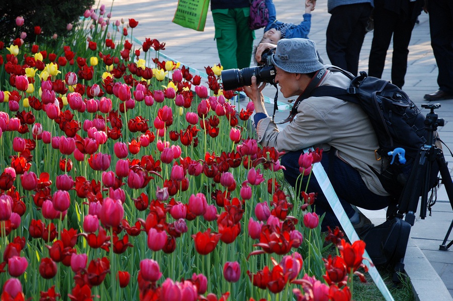 В парке видел очень много фотографов. Навреное, удачное время снимать цветы, когда начинает садится солнце. Пекин, Китай