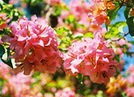Еще одно популярное эффектно цветущее растение тропиков — бугенвиллея. Цветки у нее, надо признать, невзрачные (трубчатые), зато прицветники (брактеи) самых разных форм, фактуры и окраски. В сухой сезон эти высокие кустарники с пониклыми ветвями цветут так обильно, что куст издалека кажется облепленным стаей мотыльков.
На Шри-Ланке их называют бумажные цветы, потому что цветки не пахнут. Зато глаз радуют!