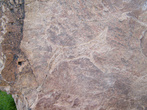 а этим петроглифам более 2000 лет. здесь изображена собака
