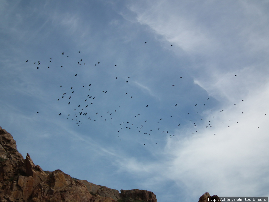 а птицы летят ... Урочище Тамгалы-Тас (петроглифы), Казахстан