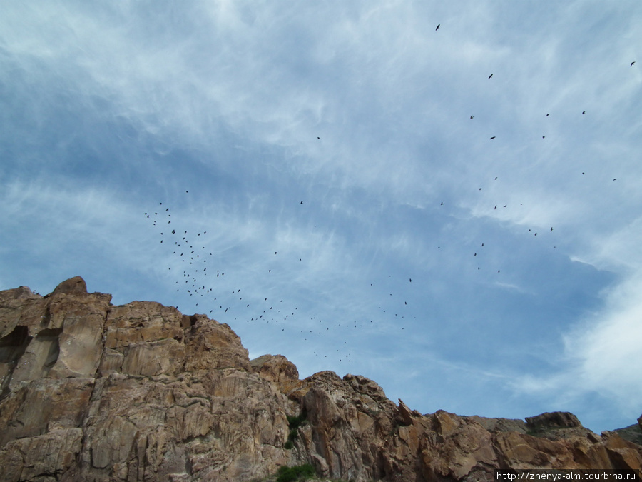 а птицы летят ... Урочище Тамгалы-Тас (петроглифы), Казахстан