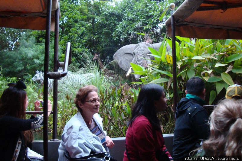 Слоны трубят,видя наш катер Остров Лантау, Гонконг