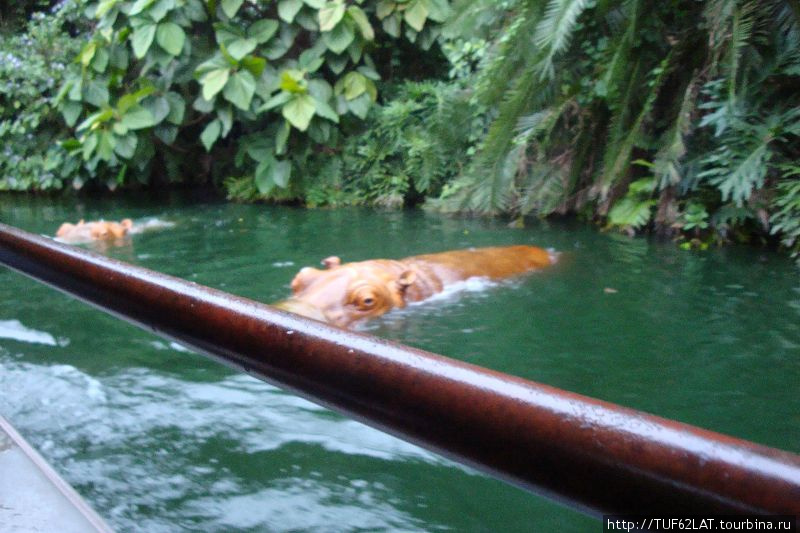 Бегемоты посматривают на проплывающий катер Остров Лантау, Гонконг