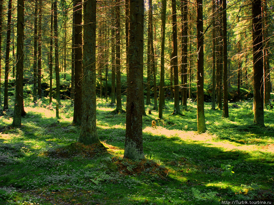 лес  у подножья горы Сортавала, Россия
