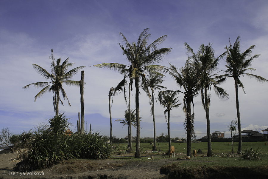 Деревенька у океана Бали, Индонезия