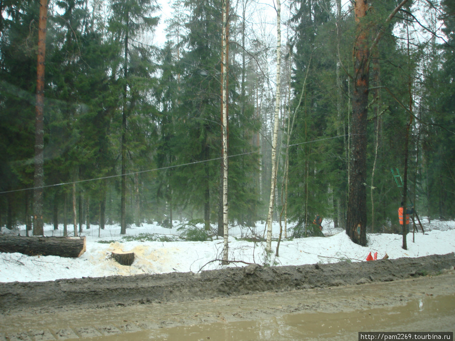 владимирский лес Суздаль, Россия