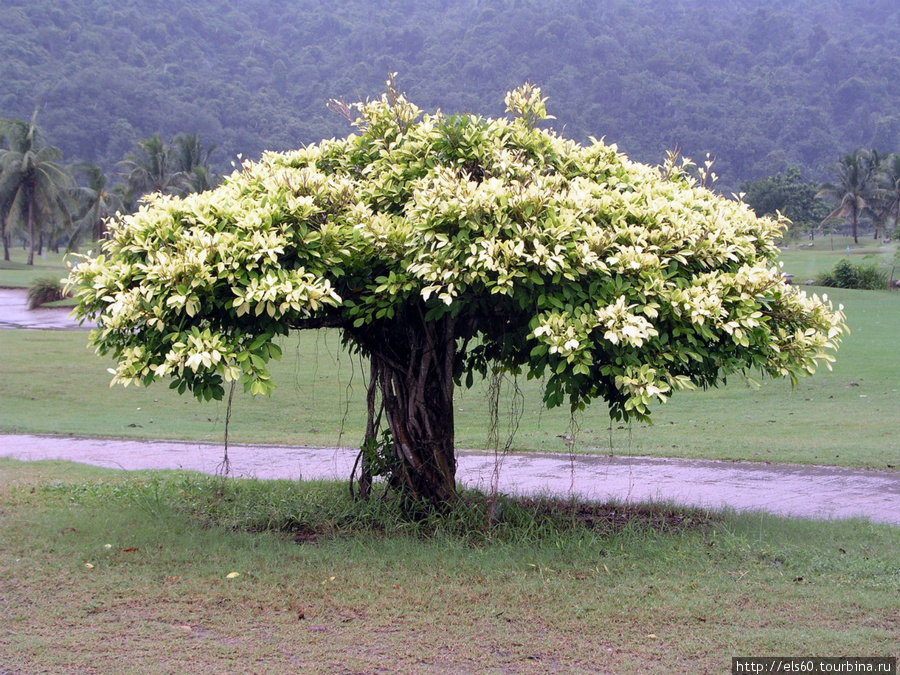 Это дерево растет на гольф-поле. Кампонг-Карамбунай, Малайзия