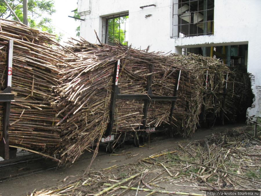 Так выглядит МНОГО сахарного тростника Кедири, Индонезия