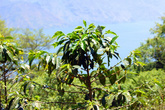 На склоне вулкана Сан Педро есть кофейные плантации
