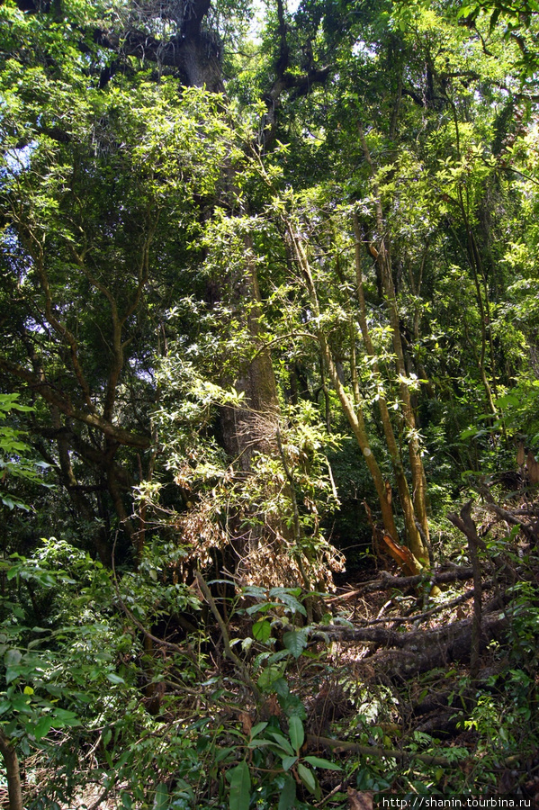 В лесу Сан-Педро-ла-Лагуна, Гватемала
