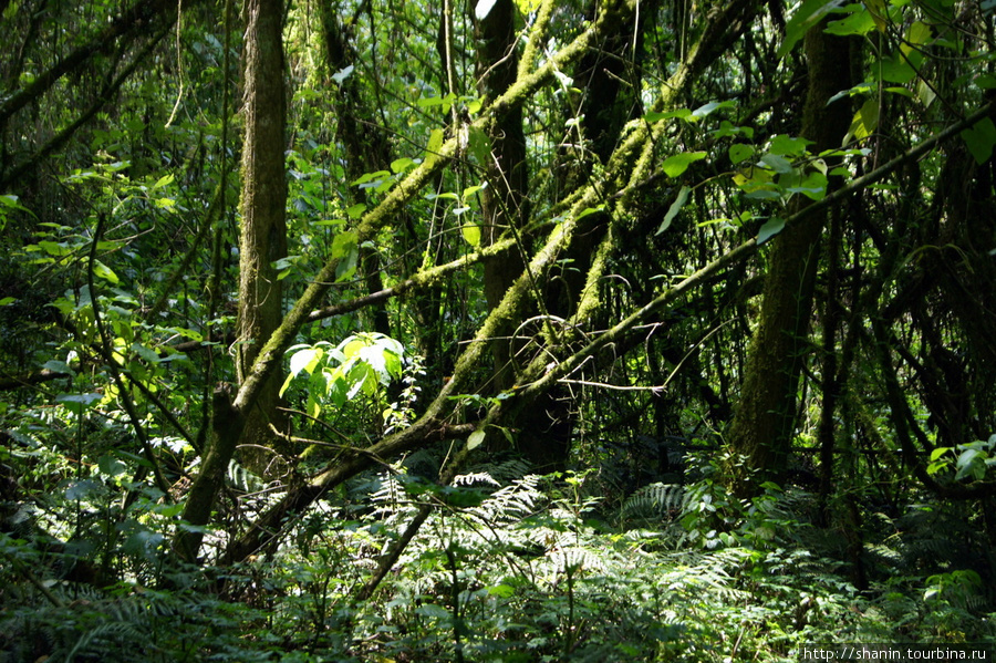Идти приходится через густой лес Сан-Педро-ла-Лагуна, Гватемала