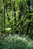 В густом влажном тропическом лесу