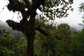 В густом влажном тропическом лесу — на вершине вулкана