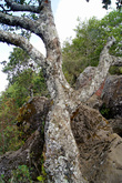 Дерево на вершине вулкана