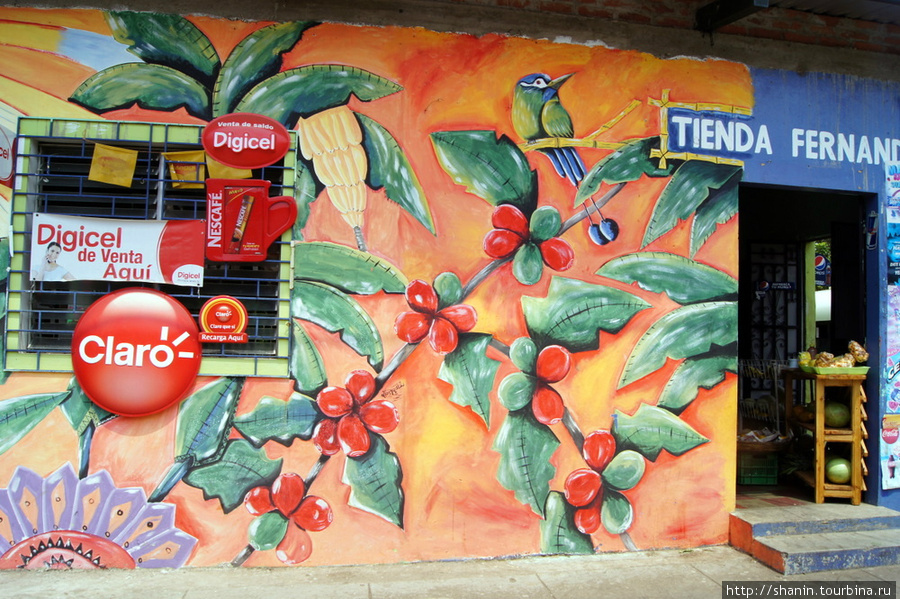 Кофейный куст на стене дома Апанека, Сальвадор