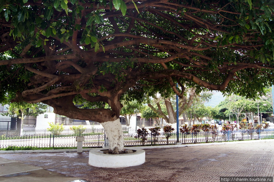 Огромное дерево на центральной площади Атако Концепсьон-де-Атако, Сальвадор