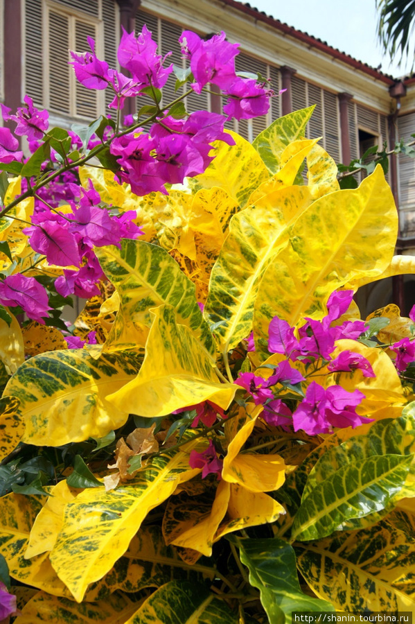 Цветы во внутреннем дворе Санта-Ана, Сальвадор