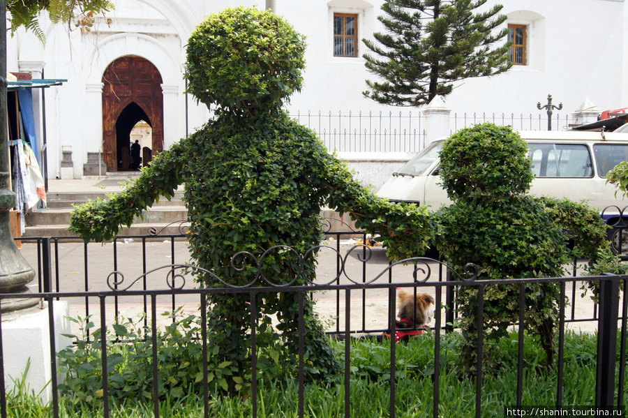 Скульптуры из вечнозеленых кустов Чалчуапа, Сальвадор