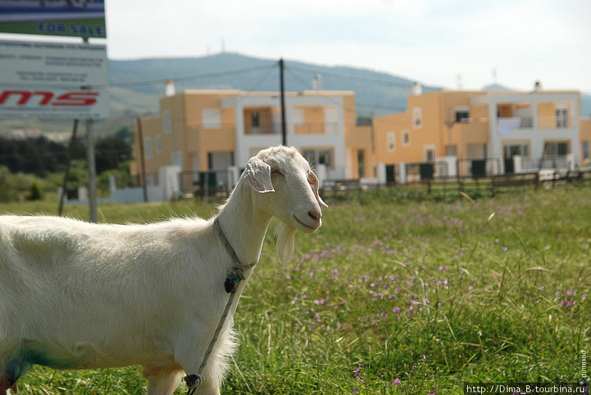 Жители на острове разводят коз. Остров Кос, Греция