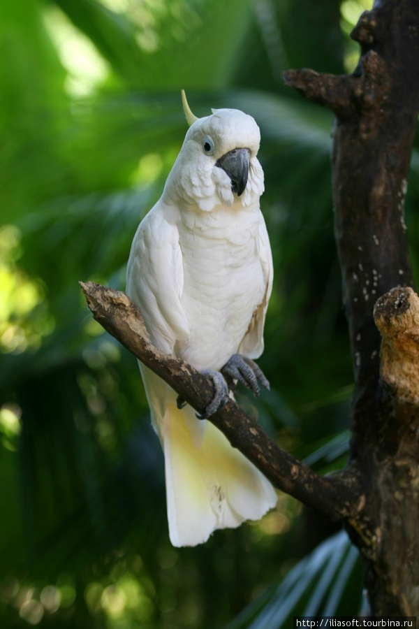 Парк птиц Бали, Индонезия