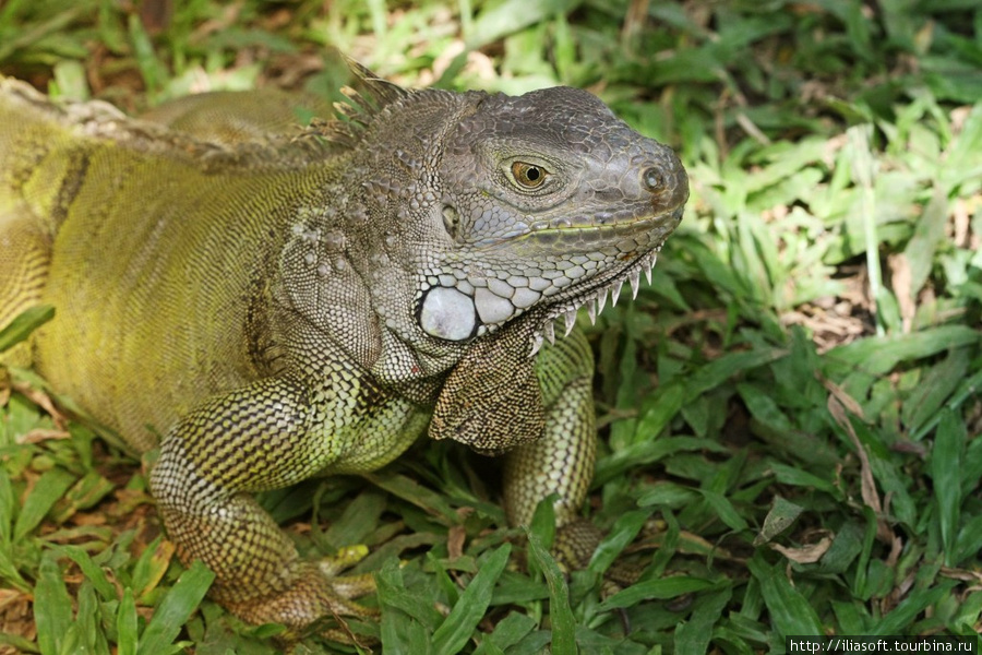 Рептилии Бали, Индонезия