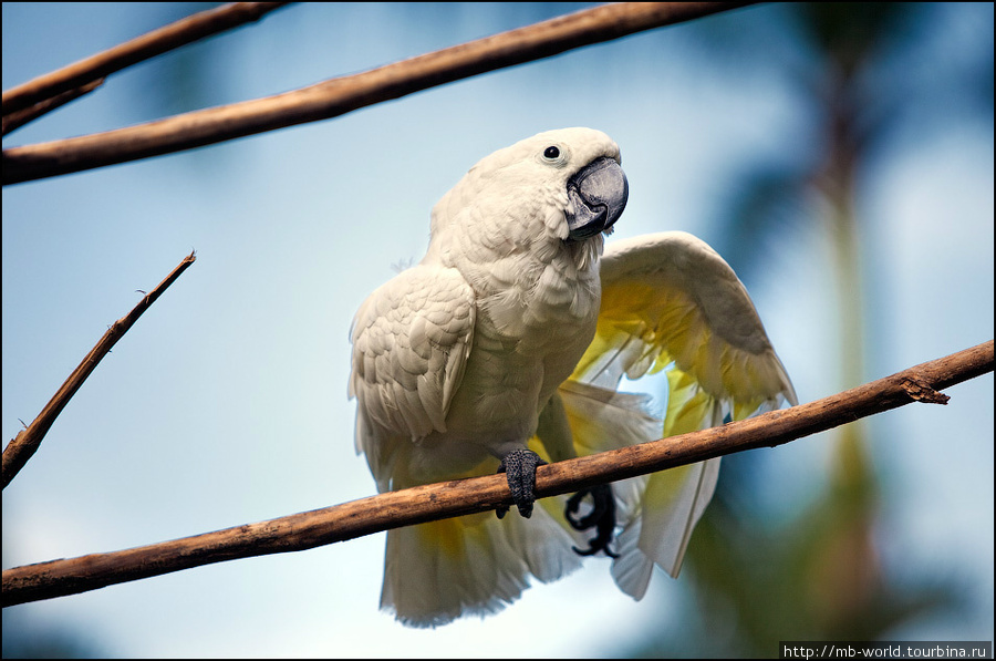Парк птиц и рептилий на Бали Бали, Индонезия