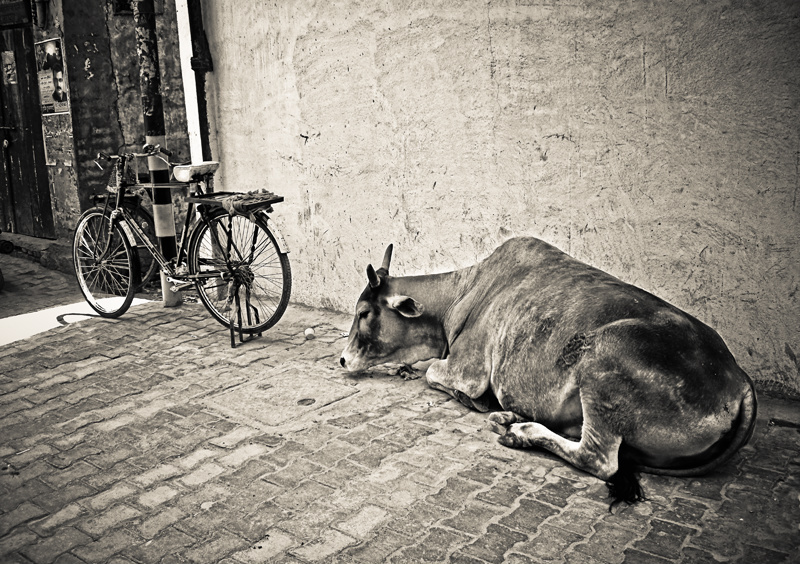 Парковка :))). Коровы, собаки, люди могут лежать на улицах города абсолютно где придется и никому до них нет дела. Индия