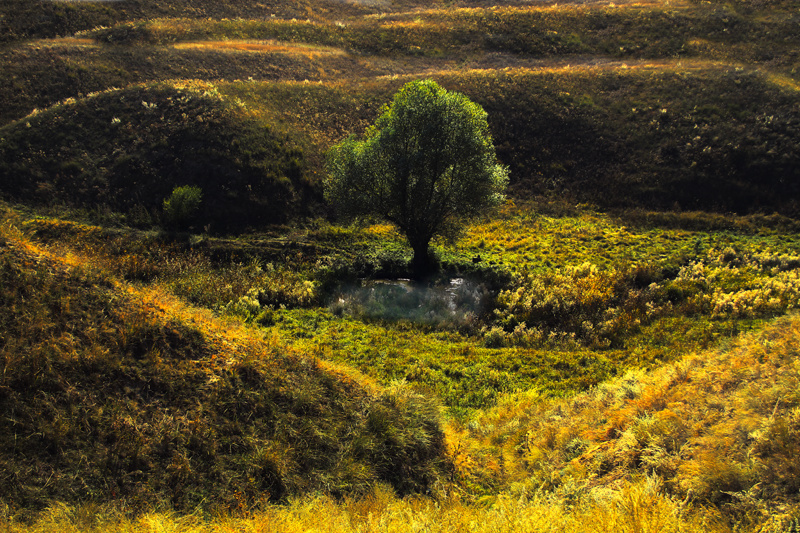 РОДовое дерево Заилийский Алатау (горный хребет), Казахстан