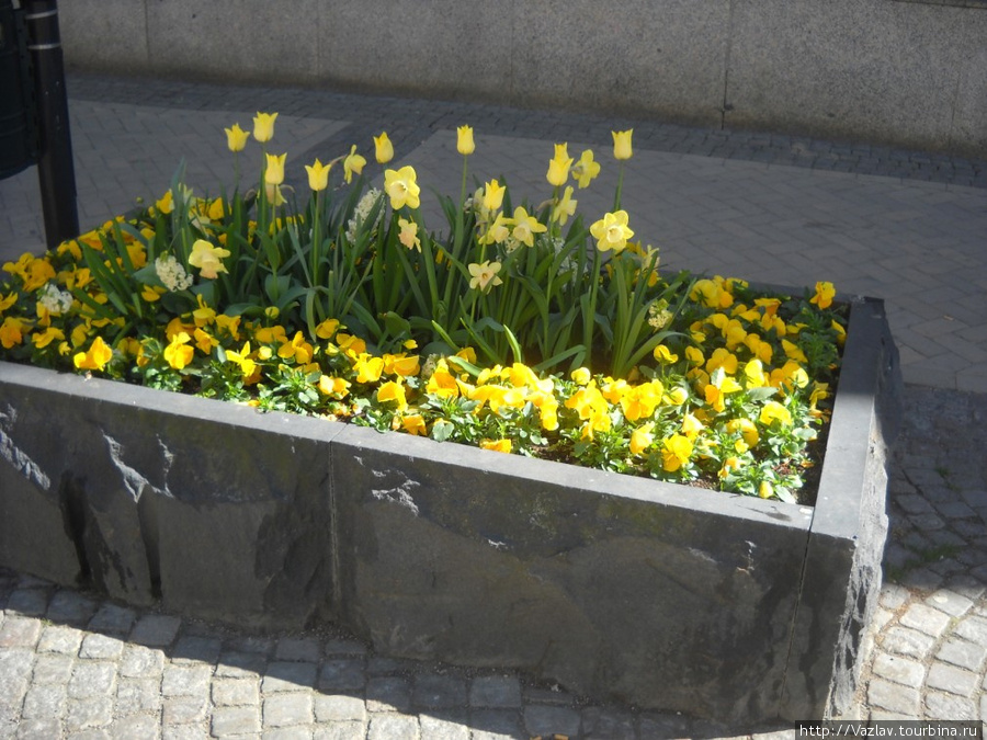 Жёлтые тюльпан, признаки разлуки Кристианстад, Швеция
