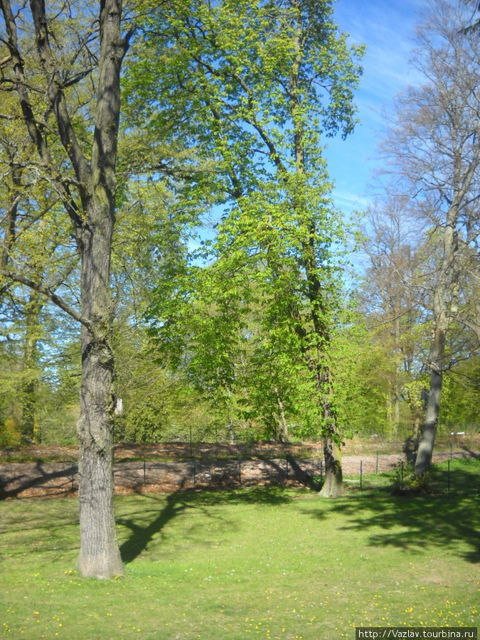 Среди деревьев Кристианстад, Швеция