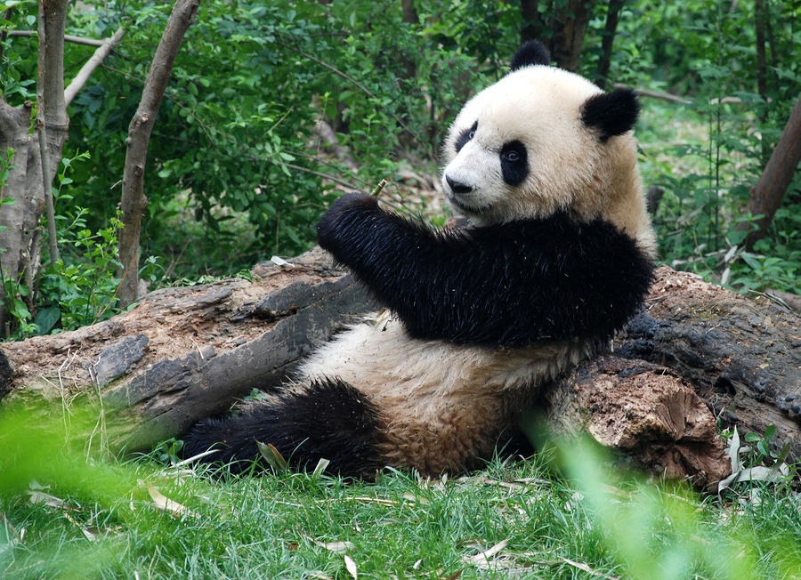 Долгие годы точная таксономическая классификация панд была предметом дебатов у учёных — как большая, так и малая панды имеют признаки как медвежьих, так и енотовых. Наконец, генетические тесты доказали, что большие панды в действительности являются медведями, а их ближайшим родственником является очковый медведь, живущий в Южной Америке. Малая панда образует собственное семейство малопандовых (Ailuridae), которое вместе с семействами енотовых, скунсовых и куньих образует надсемейство куницеподобных (Musteloidea).

Большие панды имеют необычные лапы, с «большим пальцем» и пятью обычными пальцами; «большой палец» на самом деле является видоизменённой костью запястья. Чэнду, Китай