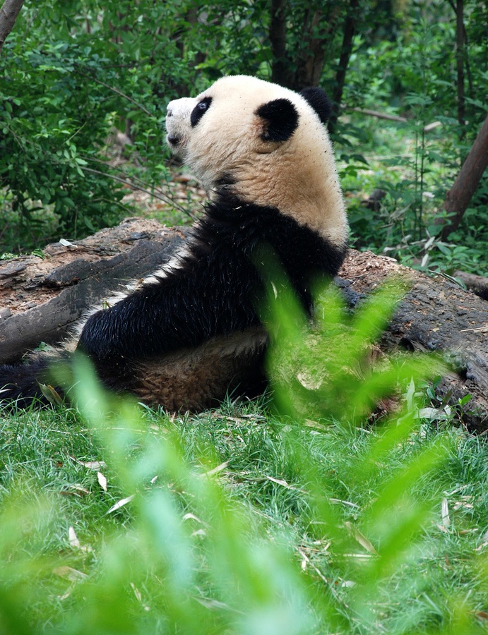 В длину большая панда достигает 1,2—1,5 м и имеет массу от 30 до 160 кг. В отличие от других медведей имеет довольно длинный хвост (до 12 см). Тело массивное, покрытое густым белым мехом с чёрными пятнами вокруг глаз («очками») и чёрными лапами. Короткие толстые задние лапы имеют острые когти. На подошвах и в основании каждого пальца хорошо развиты голые подушечки, облегчающие удерживание гладких стеблей бамбука. Чэнду, Китай