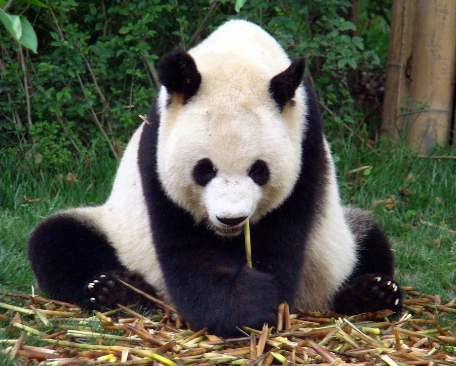 Несмотря на то, что панды относятся к хищным животным, их рацион в подавляющем большинстве вегетарианский. Фактически, они едят один только бамбук. В день взрослая панда съедает до 30 кг бамбука и побегов. Технически же, как и многие животные, панды всеядны. Так известно, что панды едят яйца, а также некоторых насекомых наряду с их бамбуковой диетой. Животная пища для панд является необходимым источником белка. Чэнду, Китай