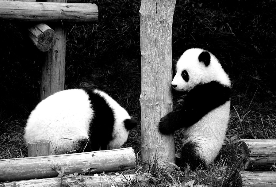 Черно-белое умиление или фоторепортаж о пандах Чэнду, Китай