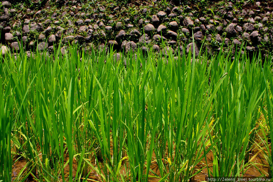 Банауэ Банауэ Рисовые Террасы, Филиппины