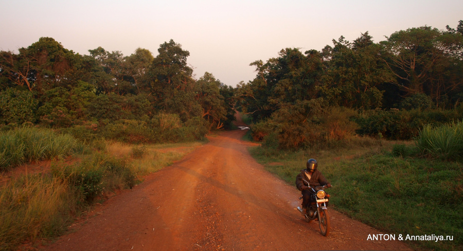 Из Масинди к лесу, где водятся шимпанзе, ведет укатанная грунтовка. Масинди, Уганда