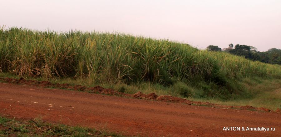 Дорога идет через плантации сахарного тростника Масинди, Уганда